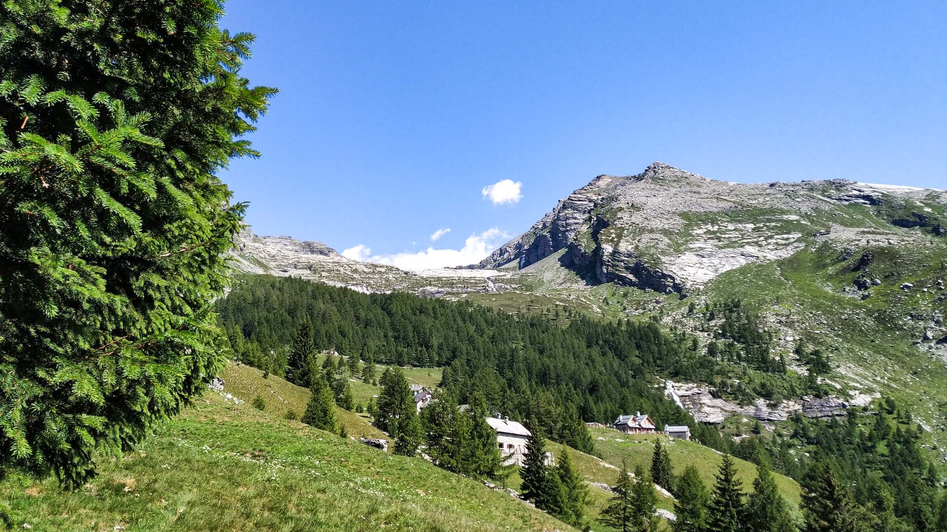 montagna, pino, prati, val bognanco, laghi del paione, itinerarium