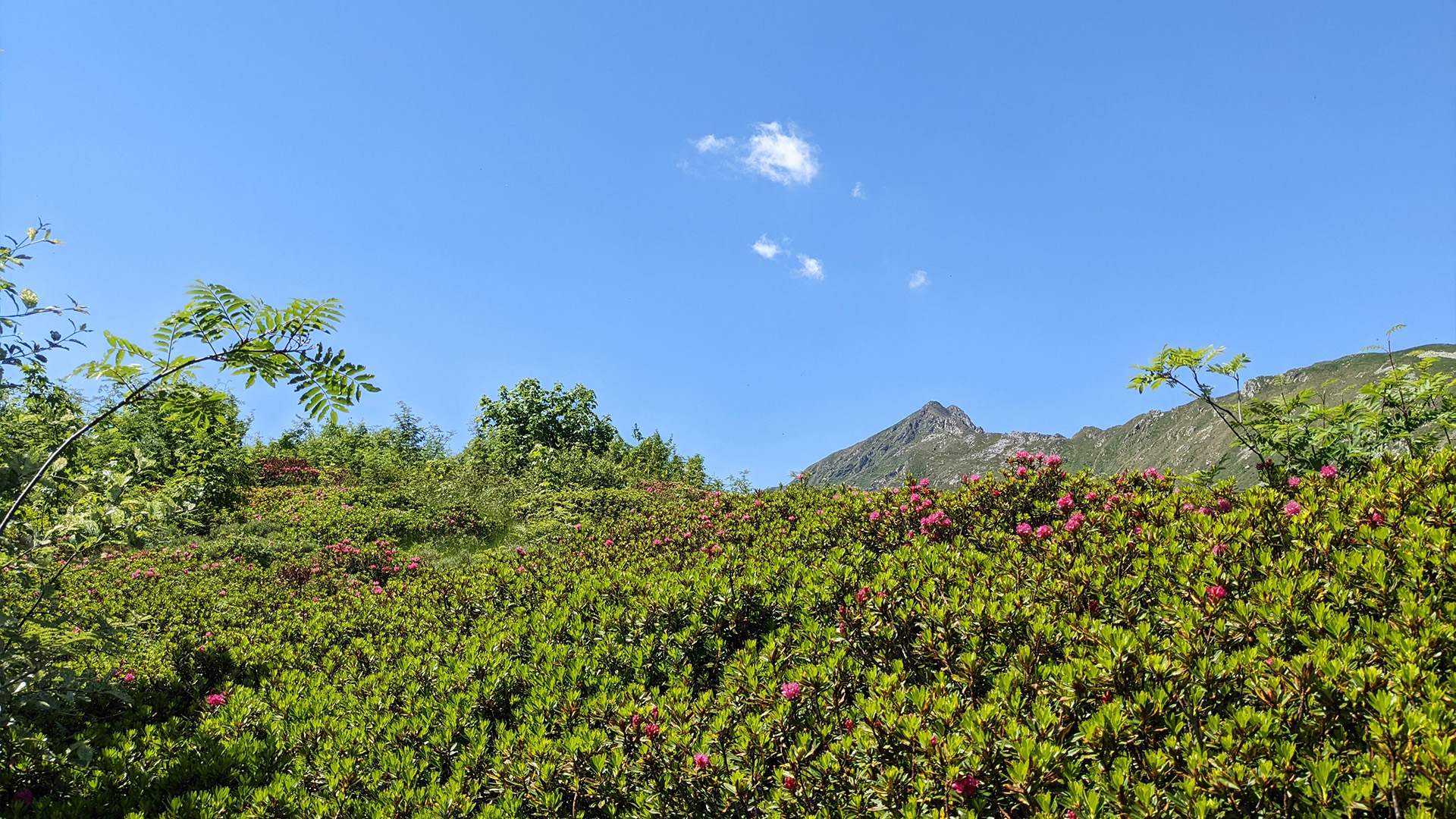 alpe cortevecchio rododendri, itinerarium