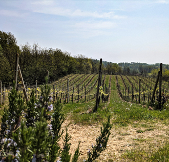 Vineyards, farmsteads and the Festival of Grapes - itinerarium