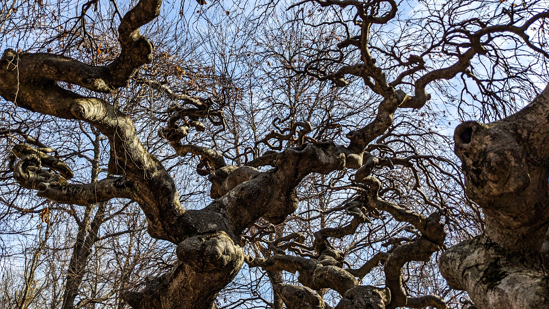 albero monumentale lago orta, itinerarium