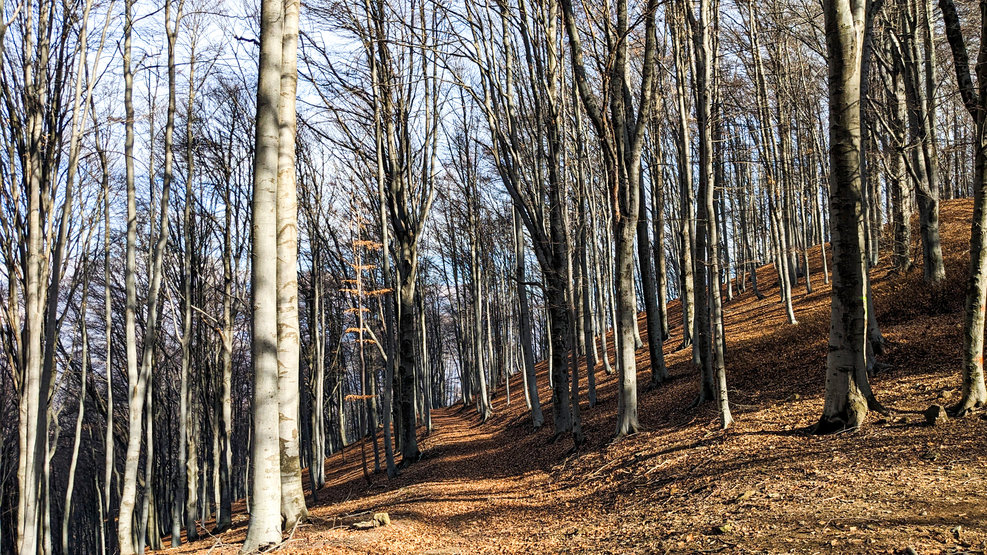 boschi passeggiata lago orta, itinerarium